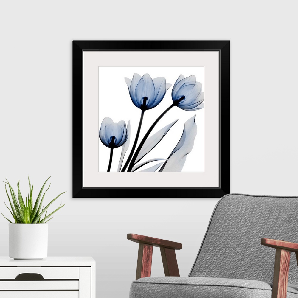 A modern room featuring Brilliant Night Tulips_C68