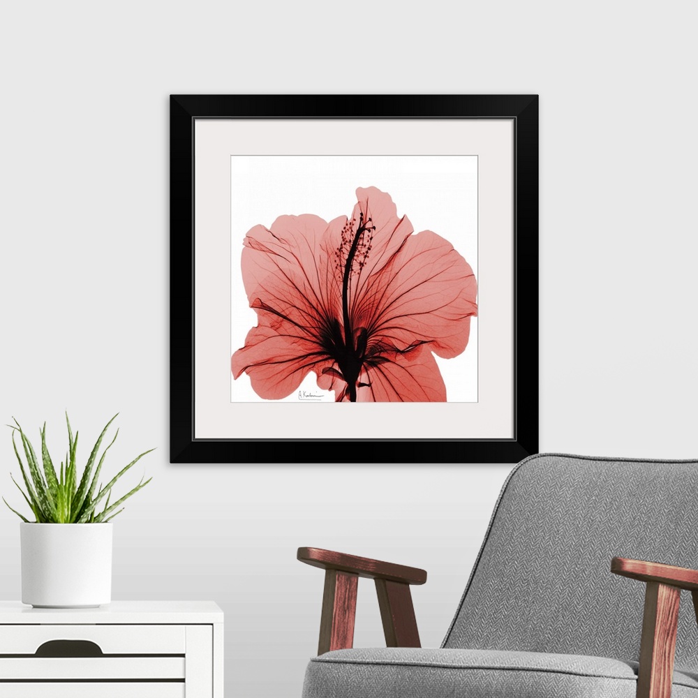 A modern room featuring Hibiscus x-ray photography