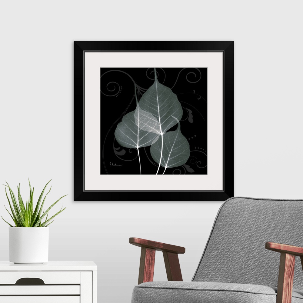 A modern room featuring An x-ray of three leaves mint bo tree leaves on a black and grey designed background.