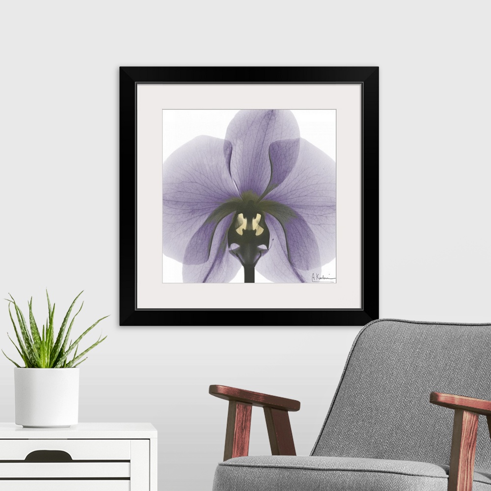 A modern room featuring Orchid x-ray photography
