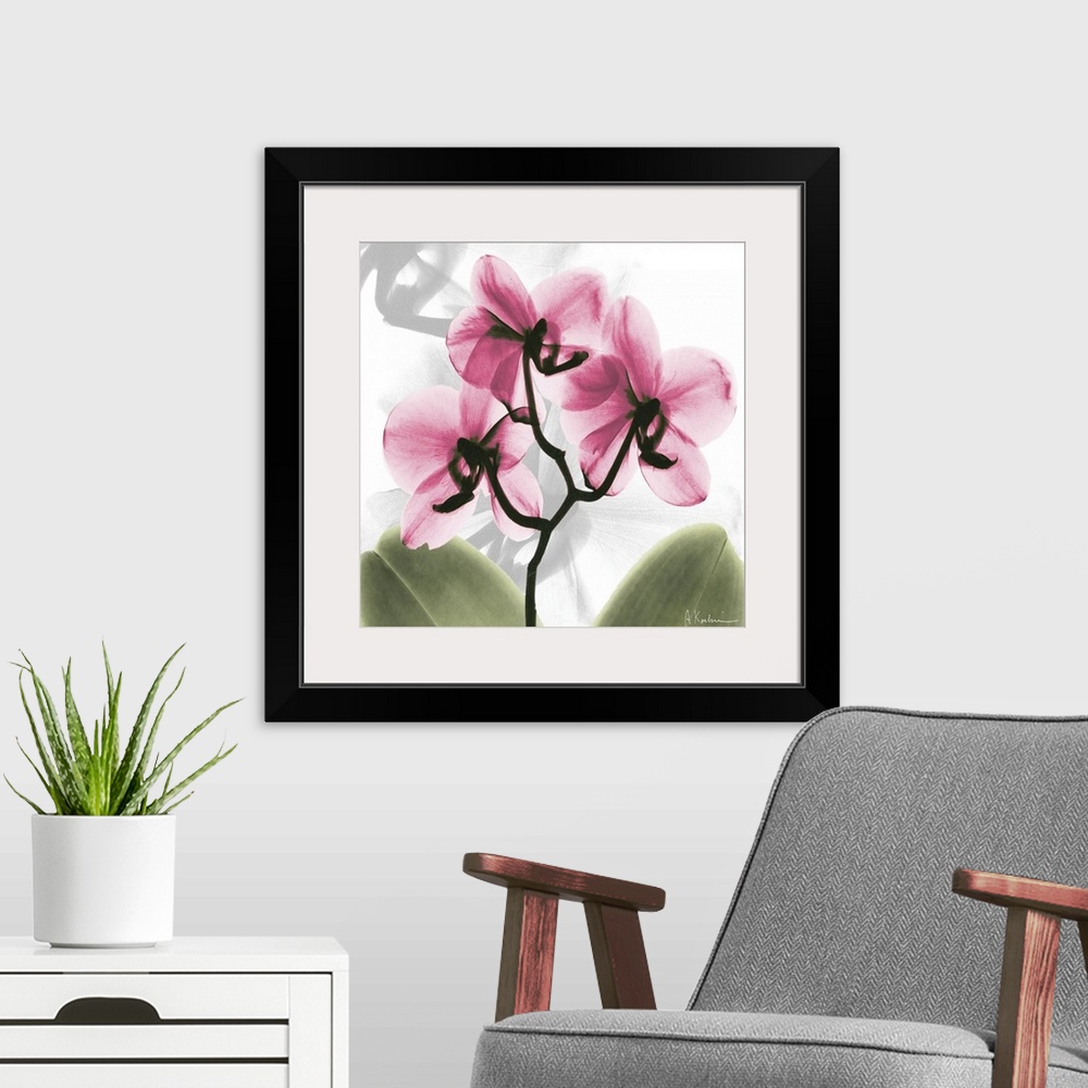 A modern room featuring Pink Orchid x-ray photography