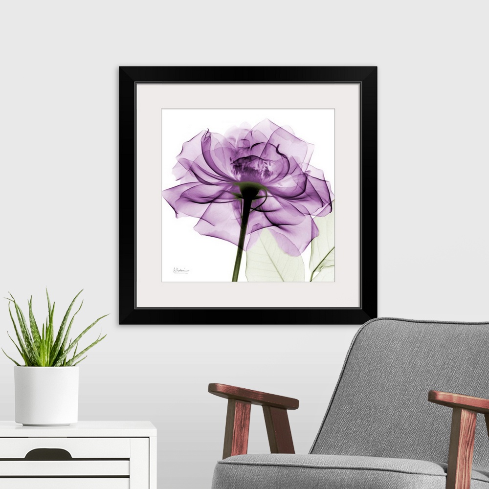 A modern room featuring A big print of a translucent rose with petals against a white background.