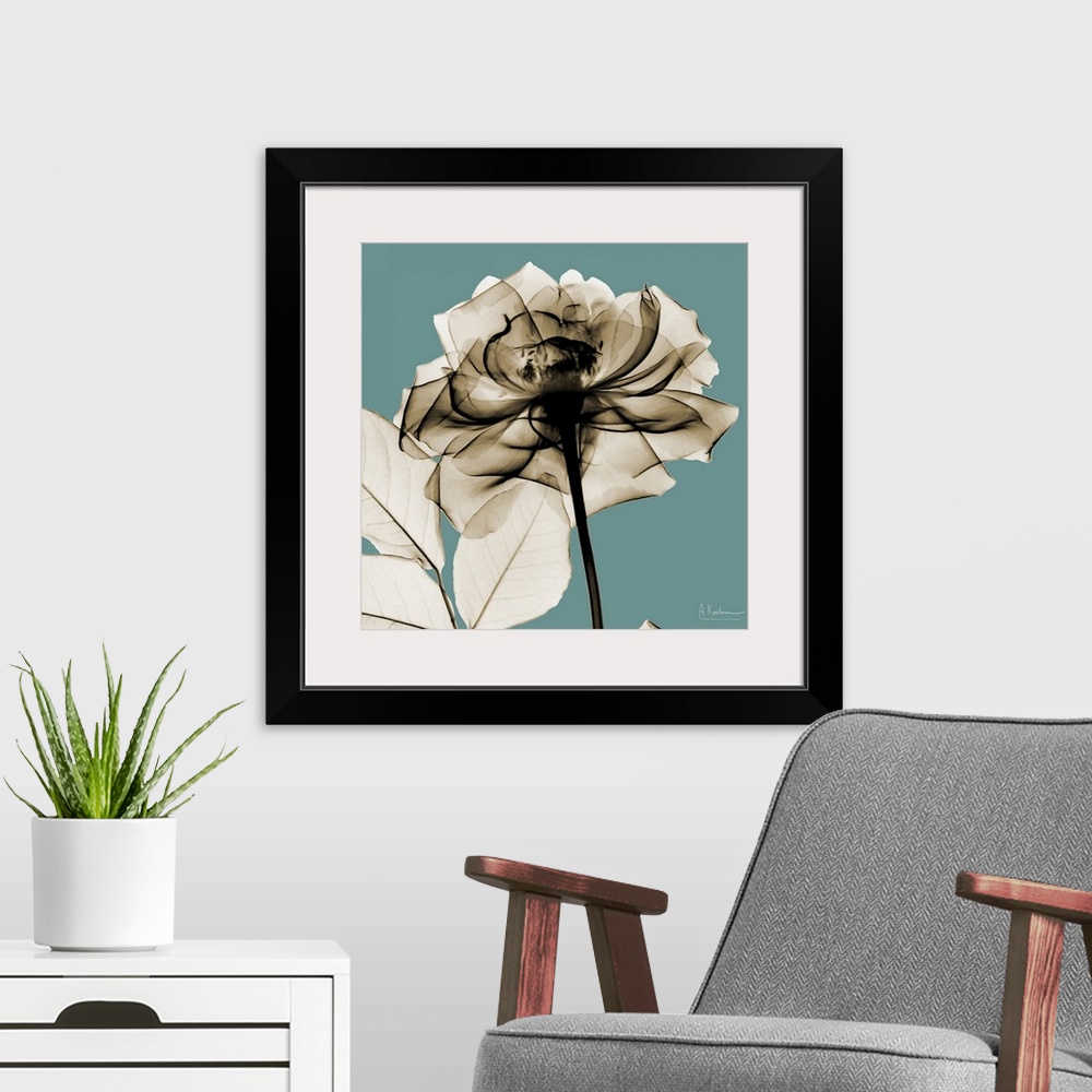 A modern room featuring Oversized, square, x-ray photograph of a rose, its stem and several leaves, against a solid backg...