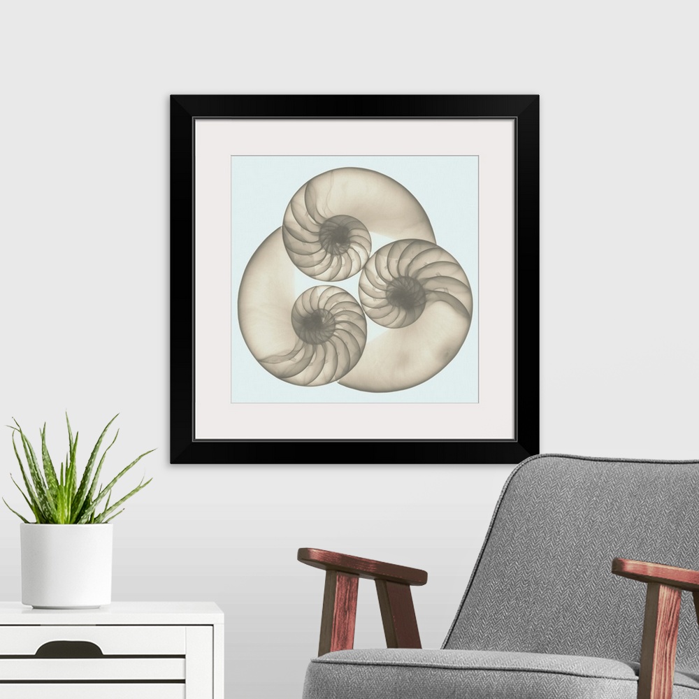 A modern room featuring Square x-ray photograph of three seashells arranged in a circular shape, against a light background.