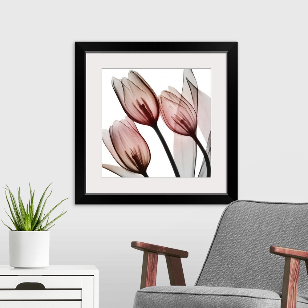 A modern room featuring Splendid Tulips