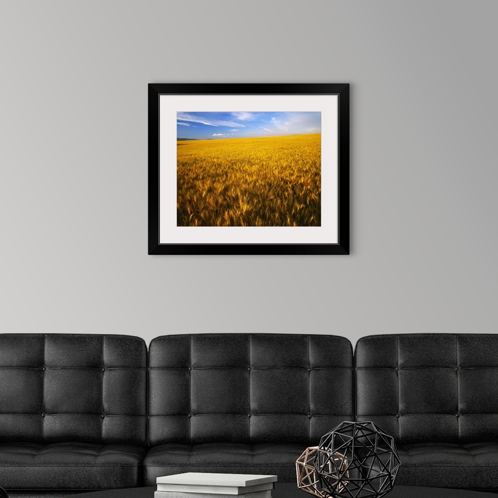 A modern room featuring Agriculture, A large rolling field of mature, harvest ready wheat