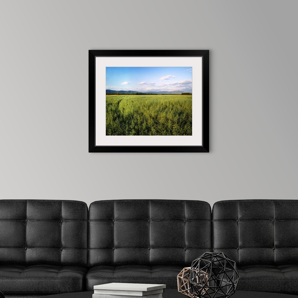 A modern room featuring Agriculture, Field of maturing oats with mountains and forest
