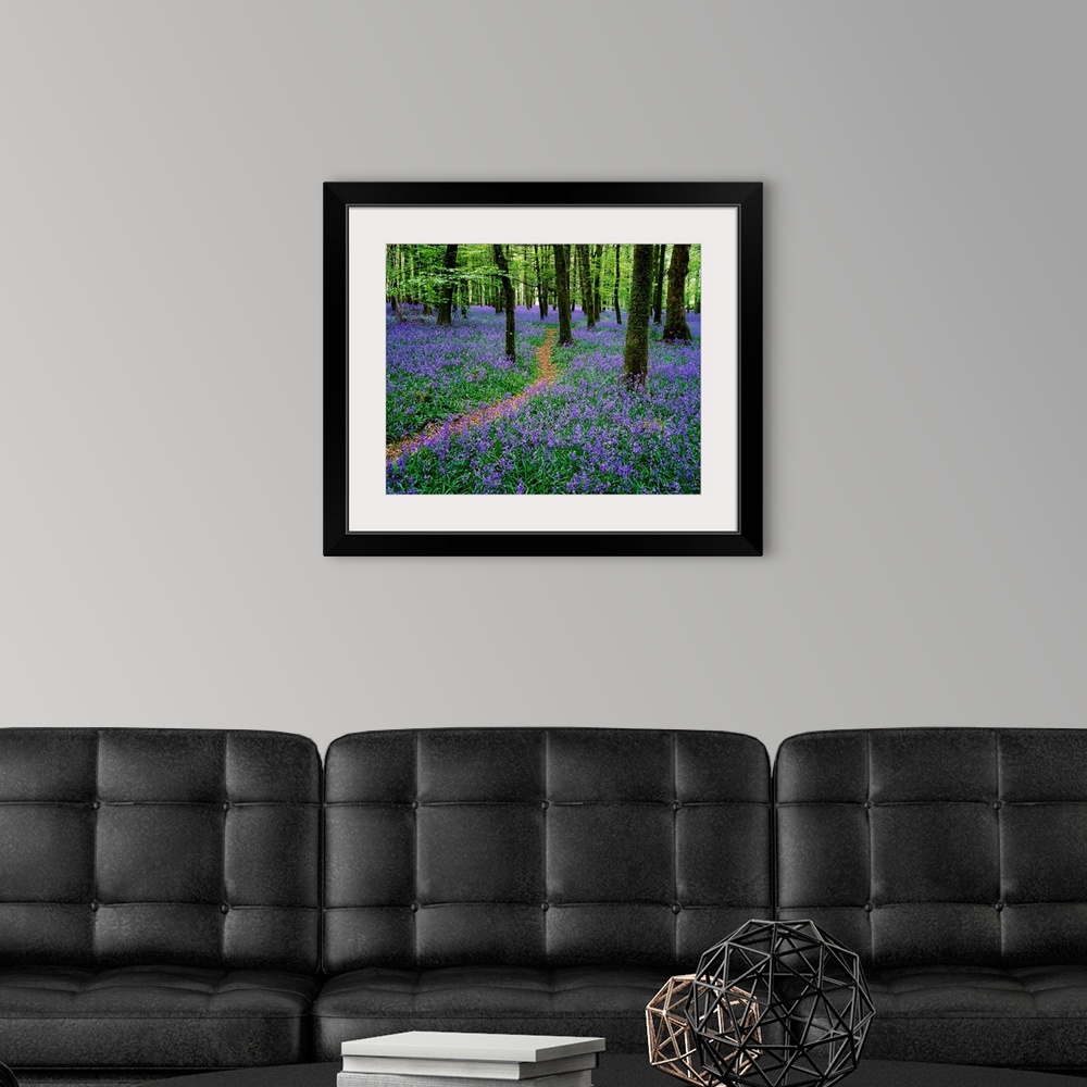 A modern room featuring Bluebell Wood, Near Boyle, County Roscommon, Ireland