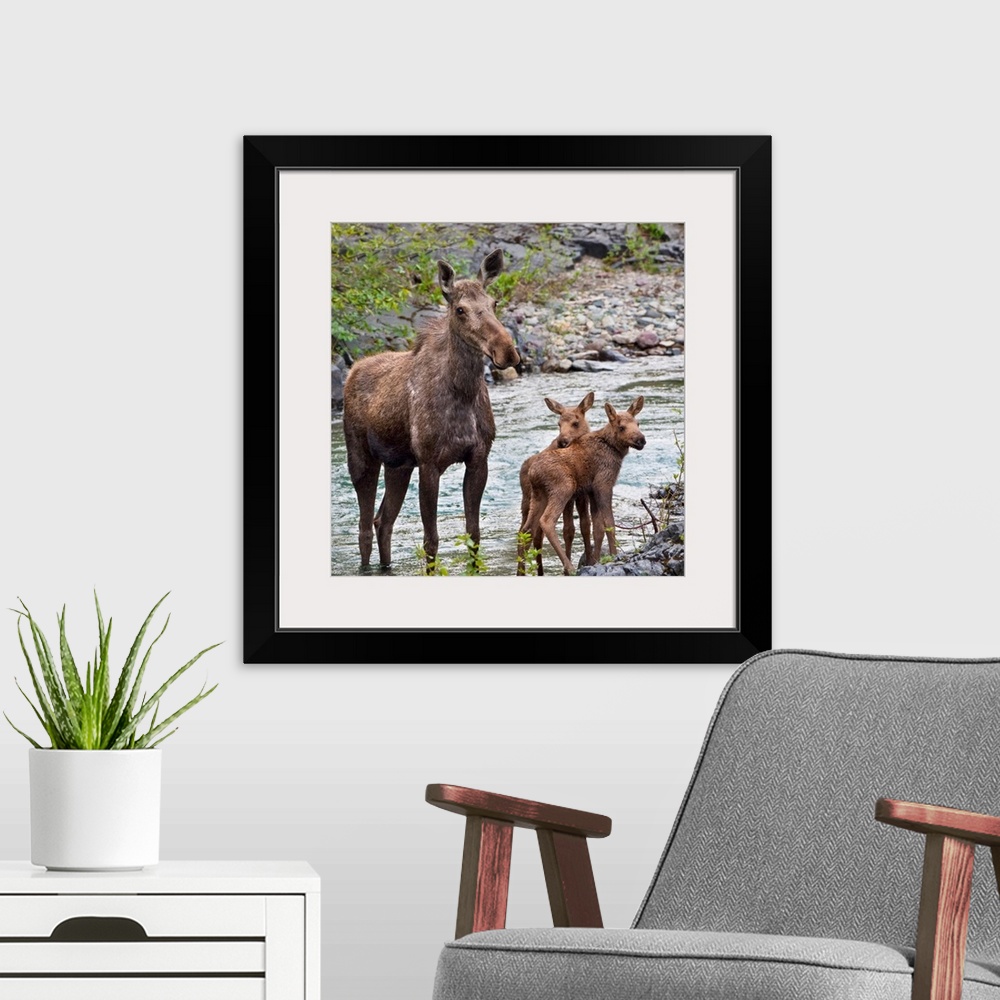 A modern room featuring Sow Moose And Calves At Waterton National Park; Alberta, Canada