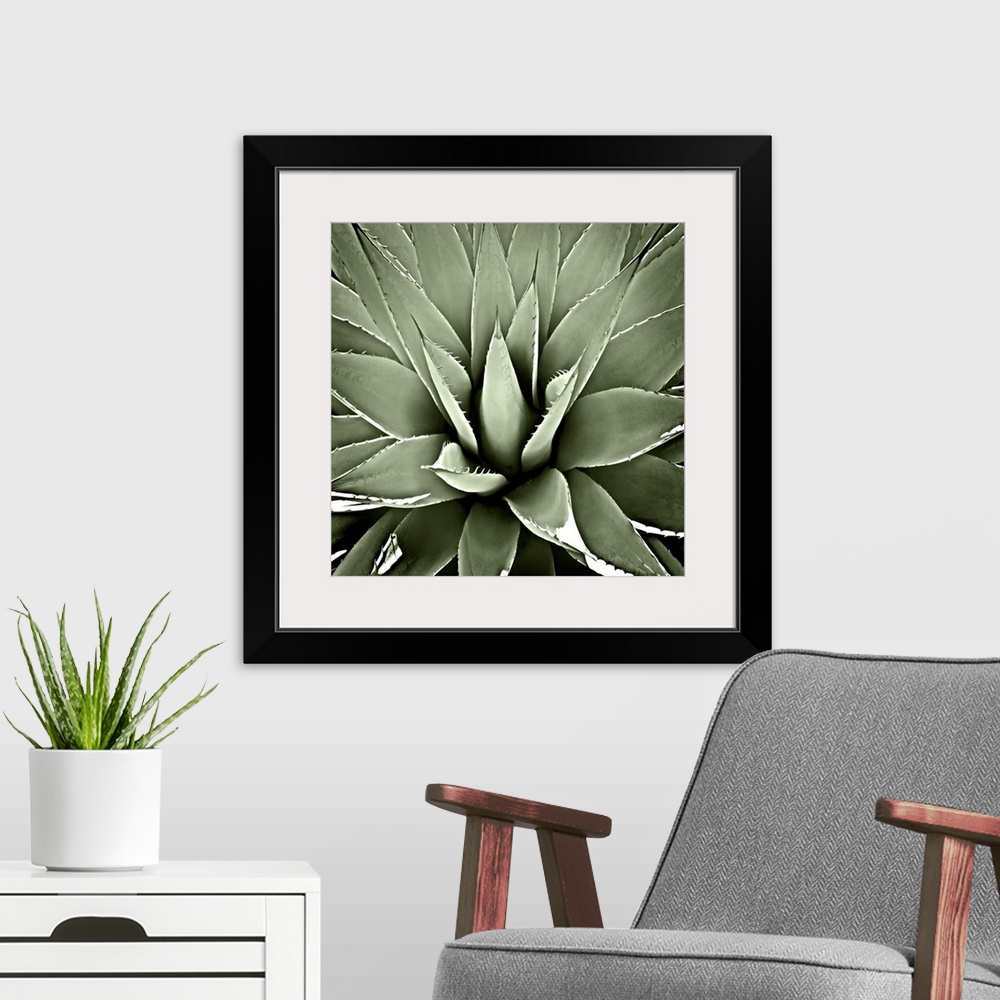 A modern room featuring Square illustration of a muted green succulent.
