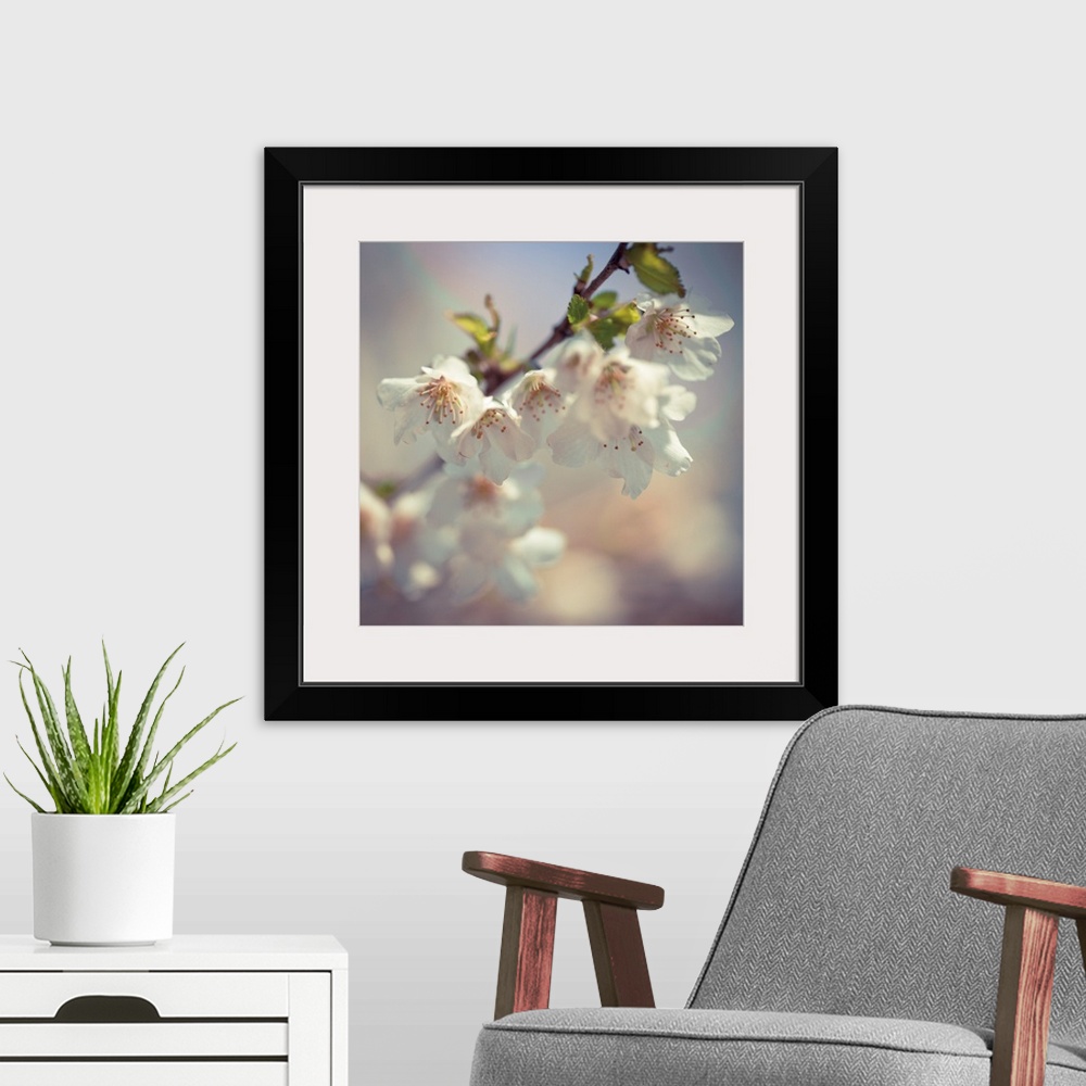 A modern room featuring Square photograph of a branch of white apple blossoms.