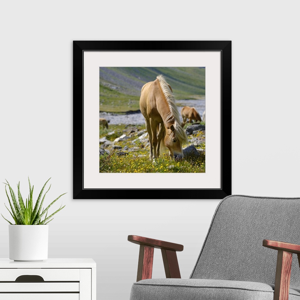 A modern room featuring Haflinger Horse On Its Mountain Pasture (Shieling) In The Otztal Alps, Austria, Tyrol