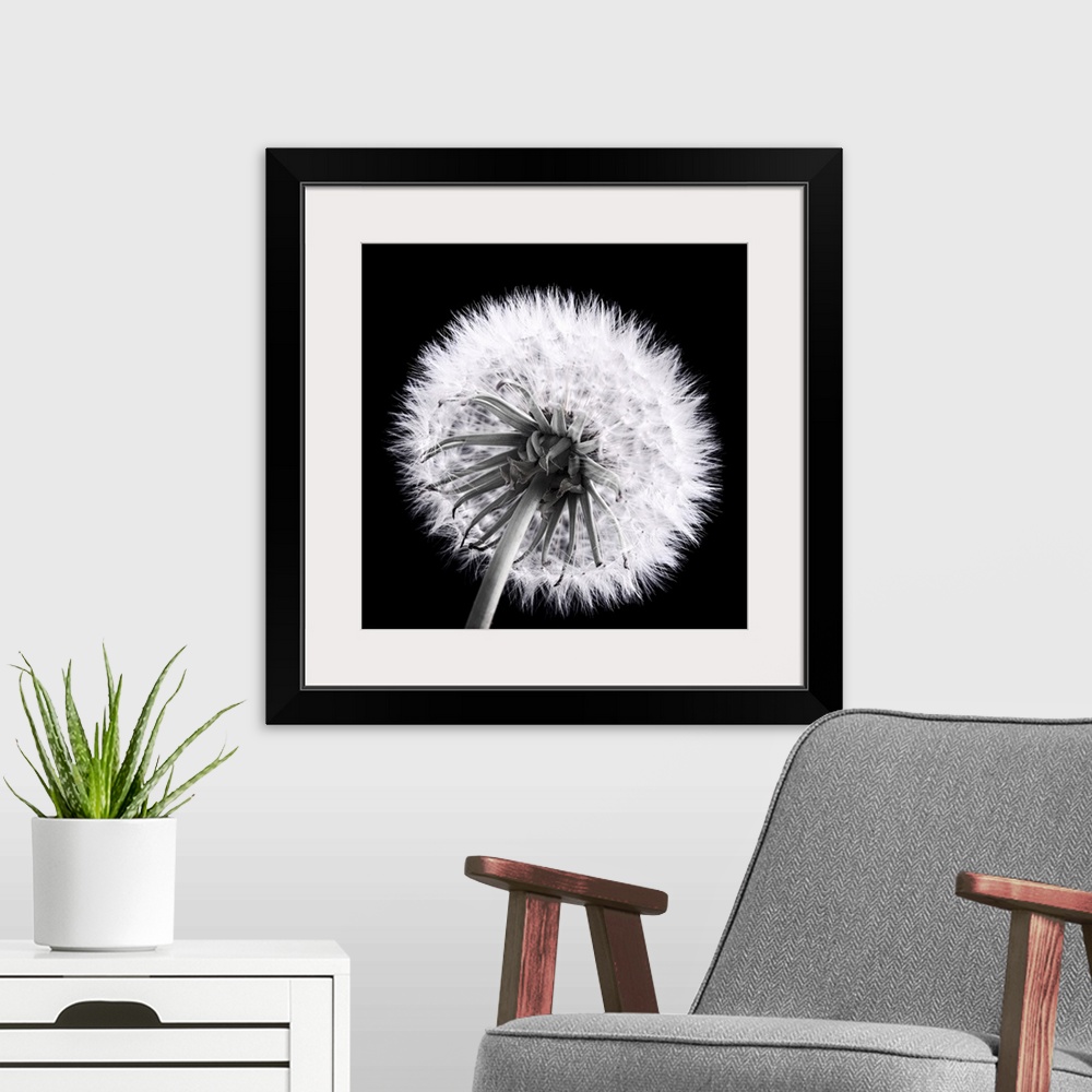 A modern room featuring Close-up of a dandelion seed in black and white.