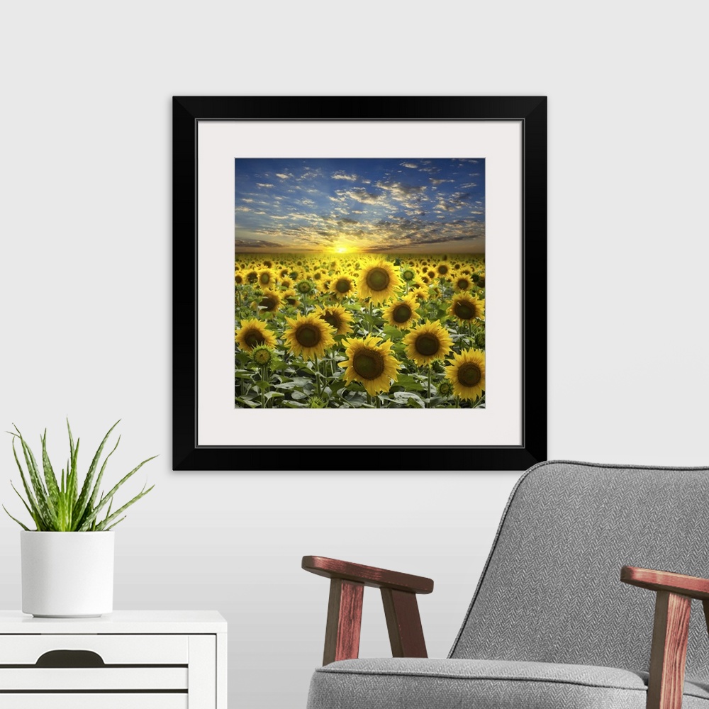 A modern room featuring Field of sunflowers on a beautiful sunset background.