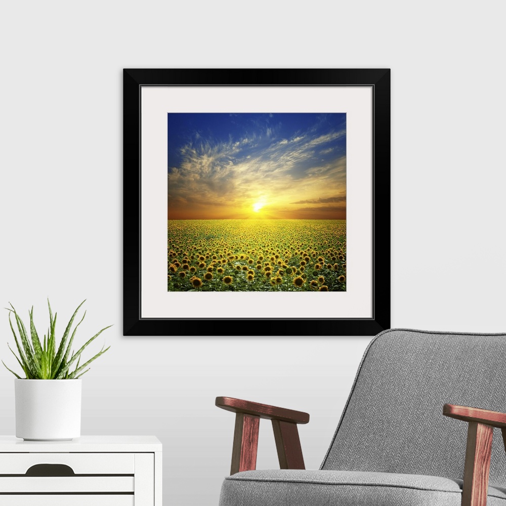 A modern room featuring Summer landscape: beautiful sunset over sunflowers field.