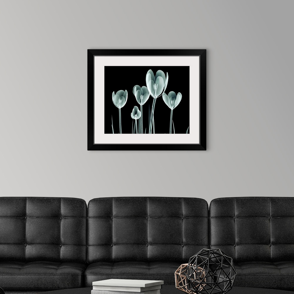 A modern room featuring Rontgen image of a flower isolated on black, the Hortentia.