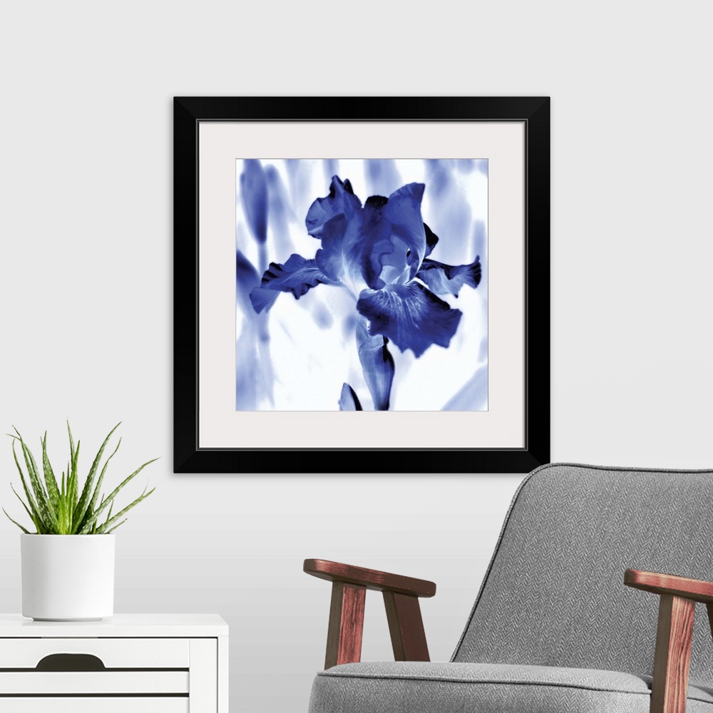 A modern room featuring Square watercolor painting of an iris in indigo and white.