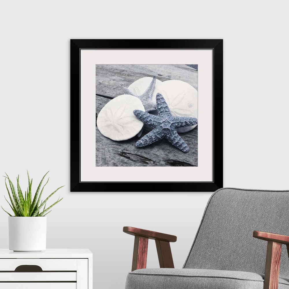 A modern room featuring Cool toned photograph with blue highlights of sand dollars and starfish close-up on a piece of dr...