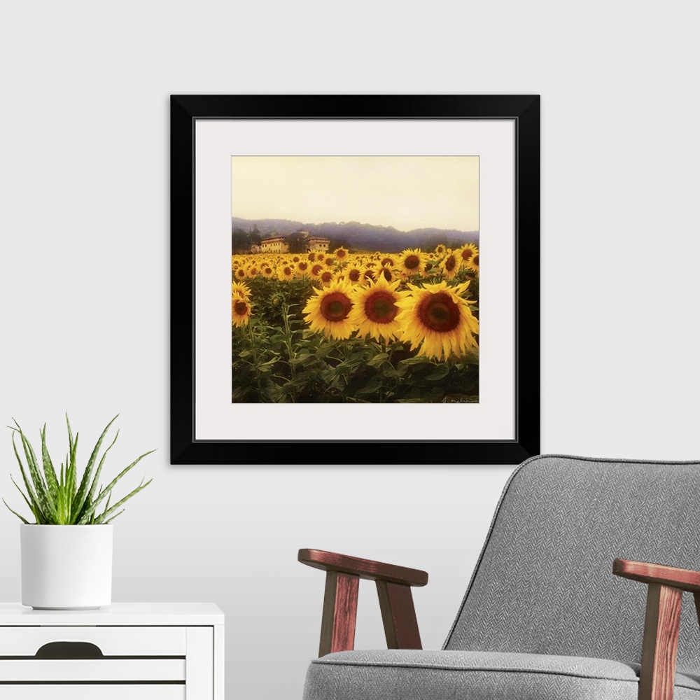 A modern room featuring Tuscan Sunflowers