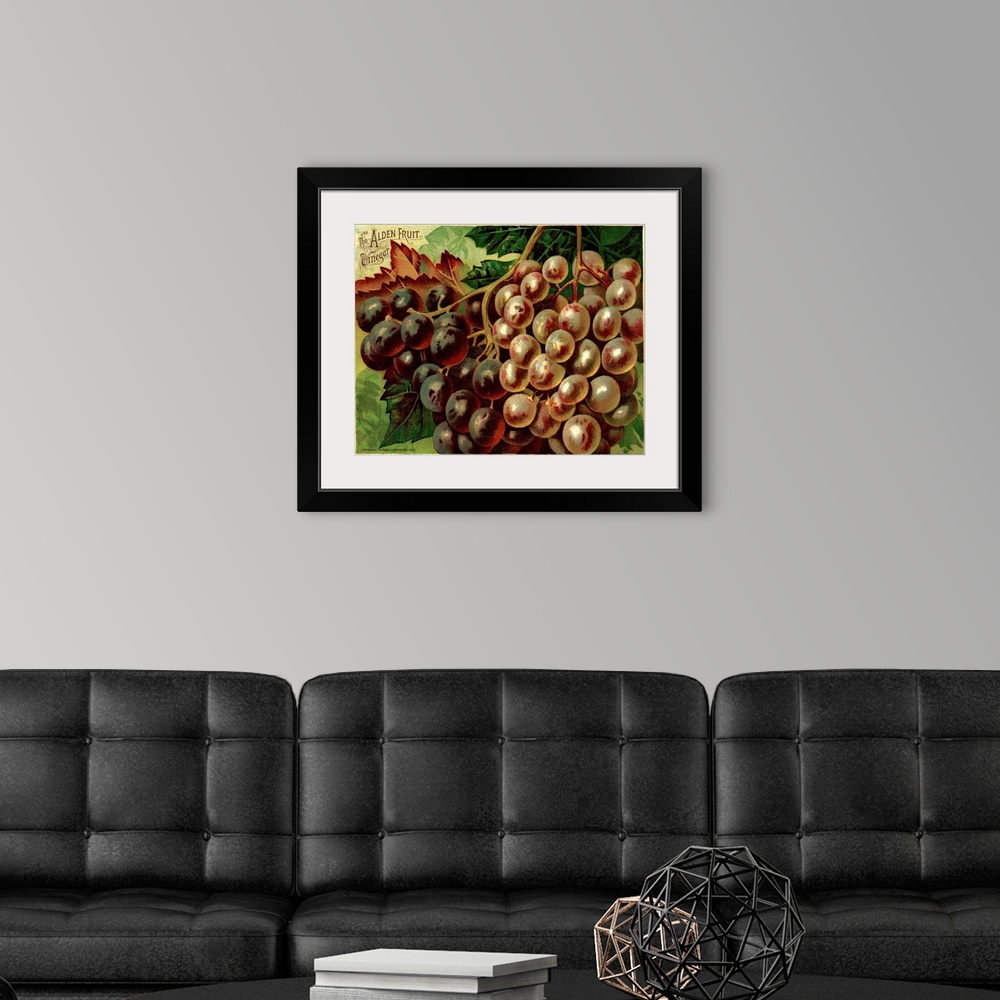 A modern room featuring Alden Fruit Vinegar, Grapes Postcard Advertisement