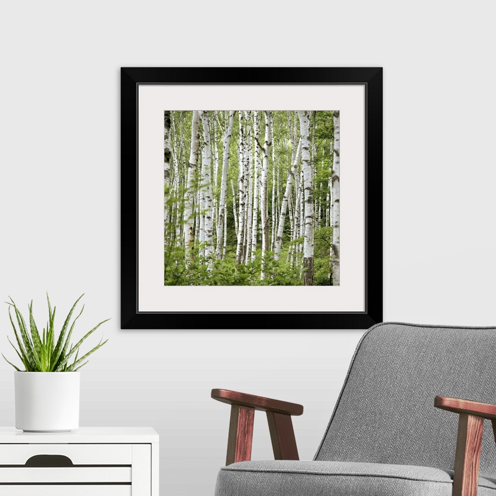 A modern room featuring Square wall photo art of trees in a Japanese forest.