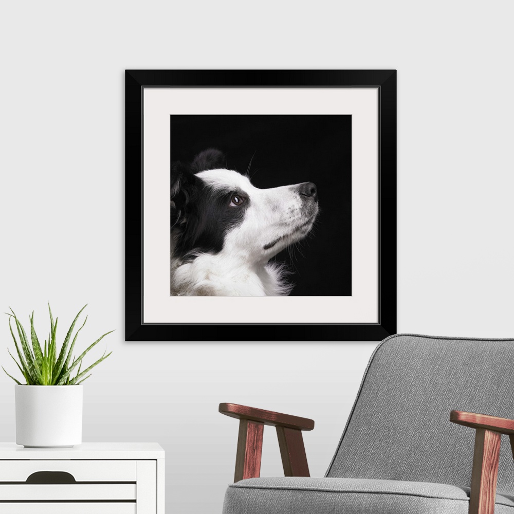 A modern room featuring Border Collie looking toward light in studio.
