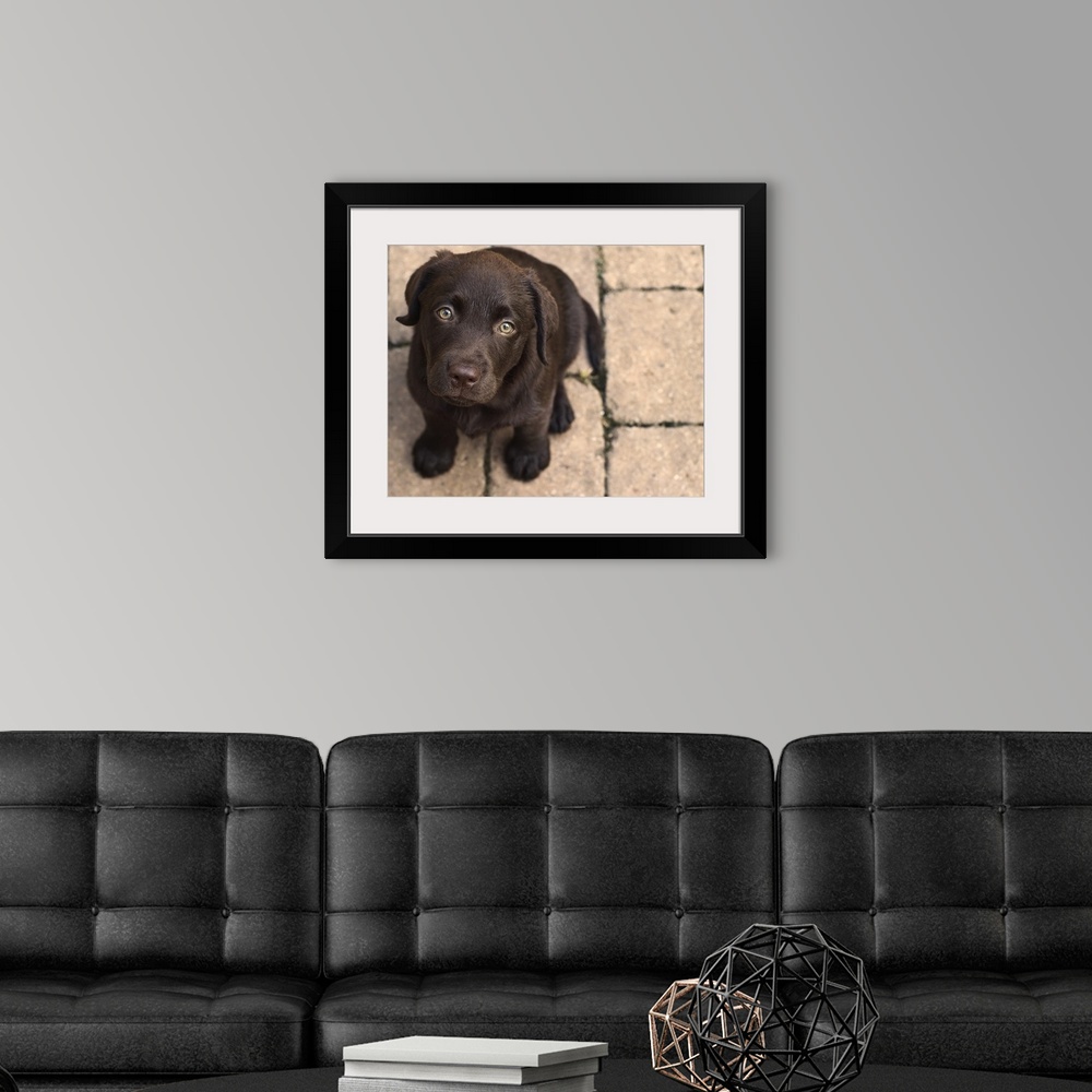 A modern room featuring Chocolate lab puppy looking up.