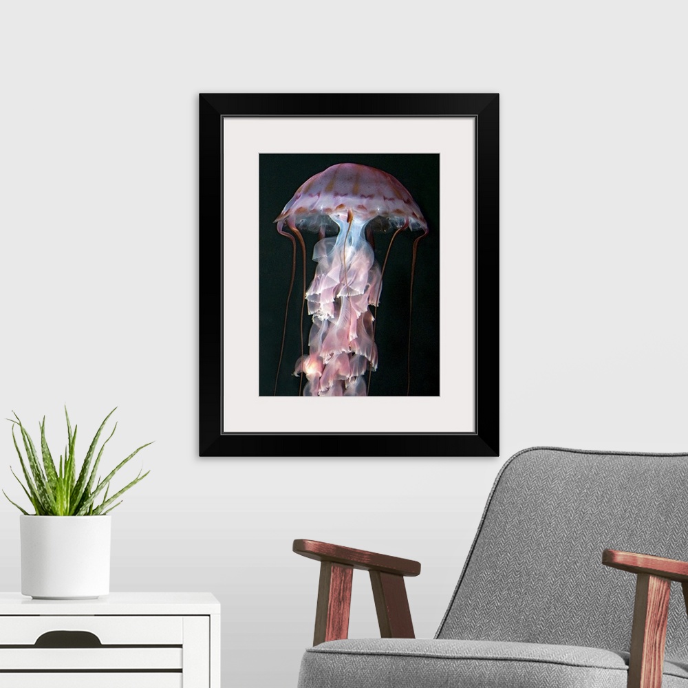 A modern room featuring Juvenile jellyfish, Chrysaora (Pelagia) colorata. Purple-striped Jellyfish  Phylum Cnidaria ; Cla...