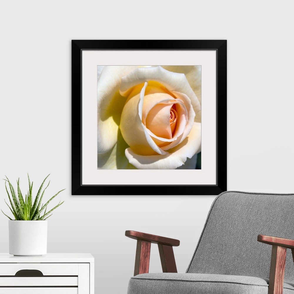 A modern room featuring A nature close up of a rose petal on square shaped wall art to decorate the home or retail space.