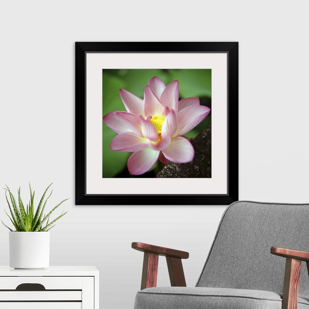 A modern room featuring Lotus flower.