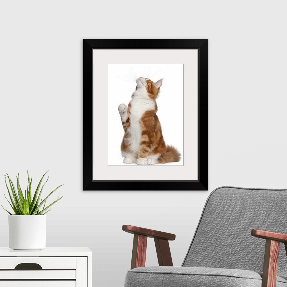 A modern room featuring Maine Coon (6 months old) sitting and looking up