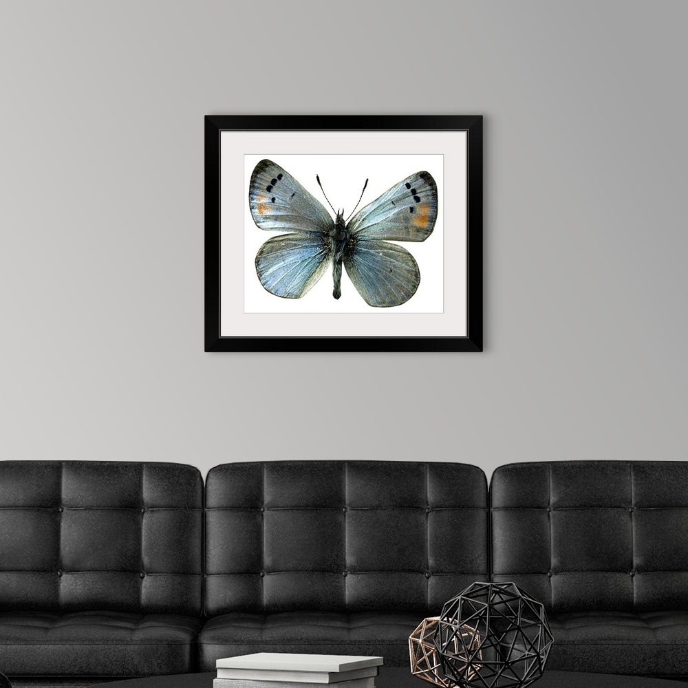 A modern room featuring Sonoran blue butterfly