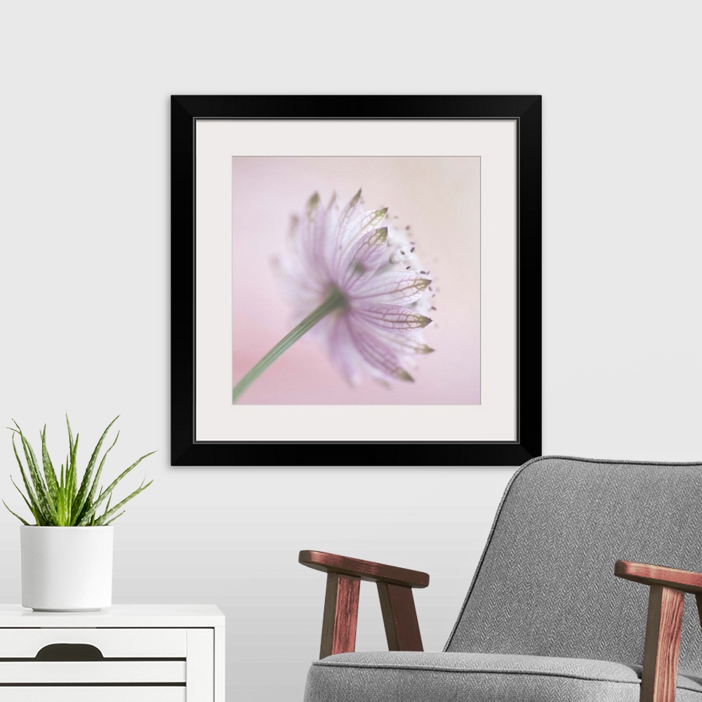 A modern room featuring The back view of a  soft pink 'Astrantia major'  flower.Soft textures added during processing.