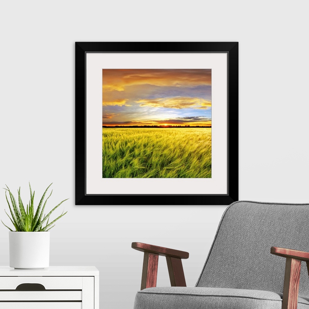 A modern room featuring Wheat field with sunset, Spain
