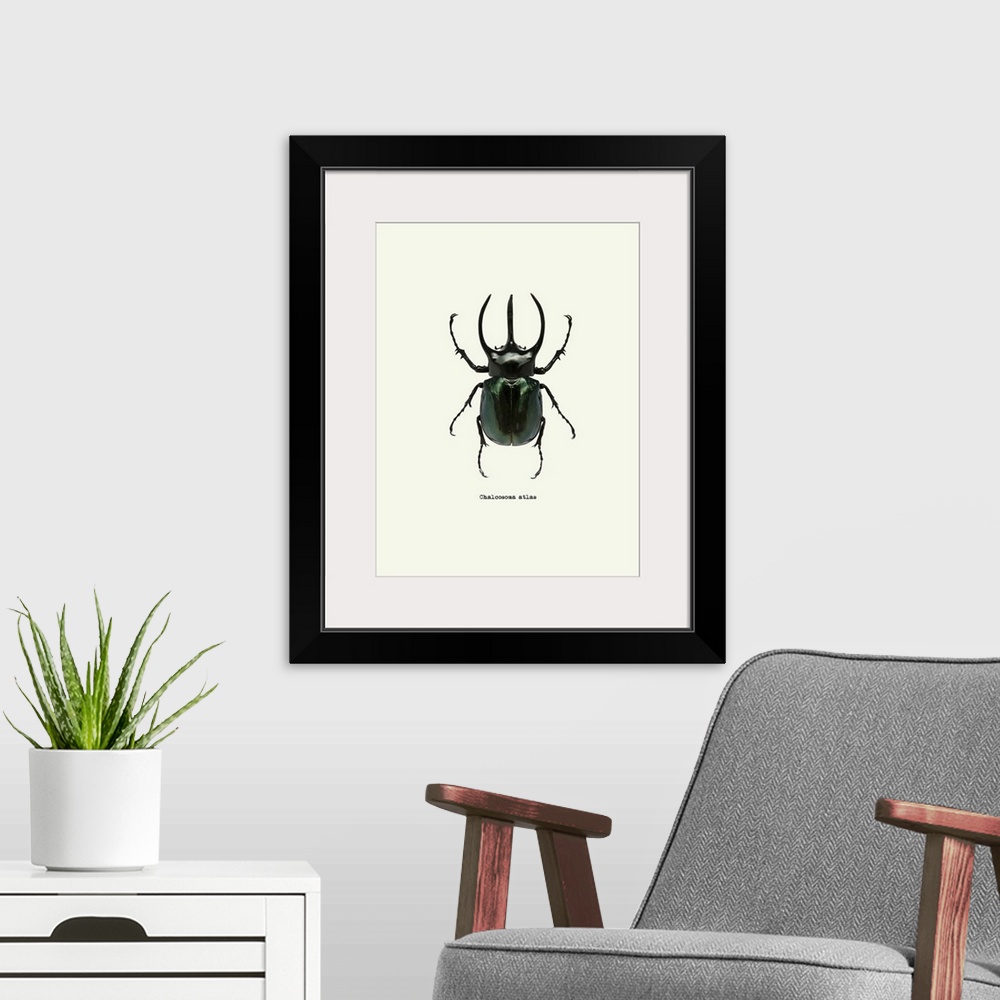 A modern room featuring Image of a black beetle with the scientific name below it, Chalcosoma Atlas.