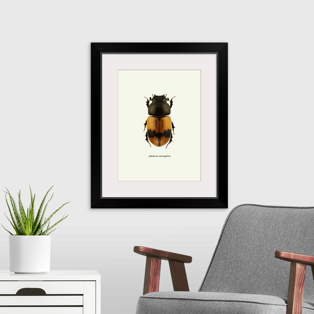 A modern room featuring Image of an orange beetle with the scientific name below it, Aphodius Coniugatus.