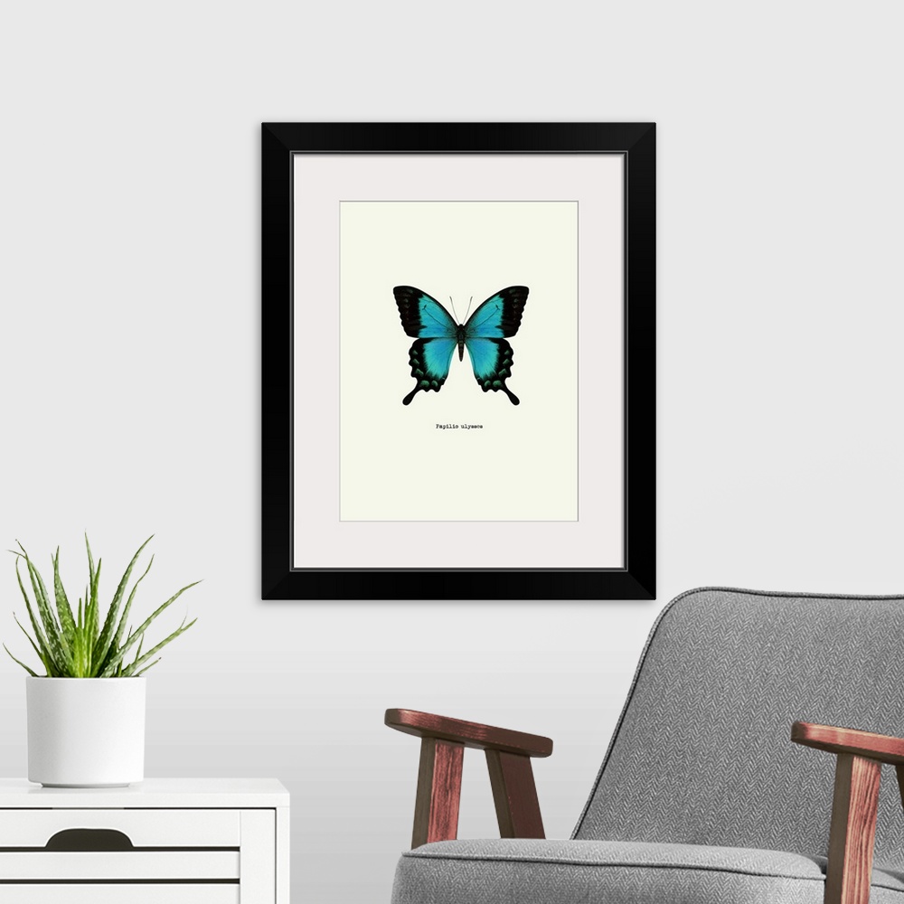 A modern room featuring Image of a blue butterfly with the scientific name below it, Papilio Ulysses.