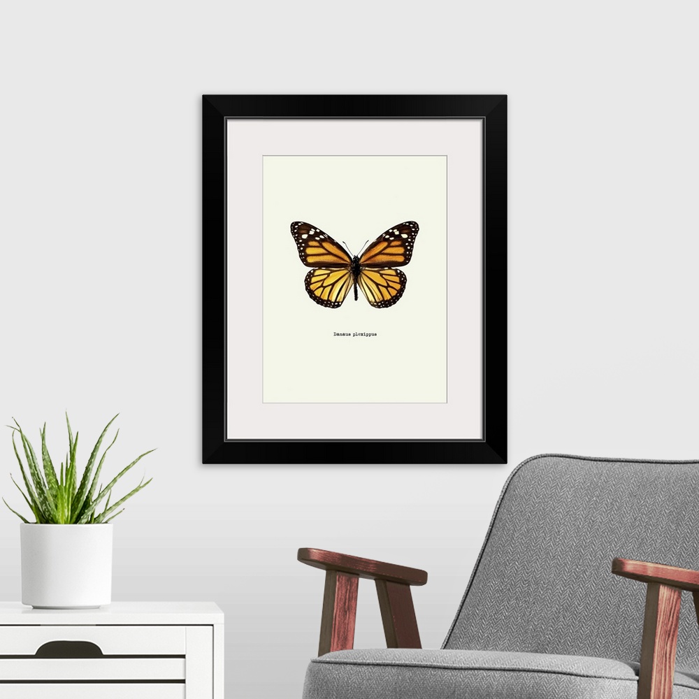 A modern room featuring Image of a yellow butterfly with the scientific name below it, Danaus Plexippus.