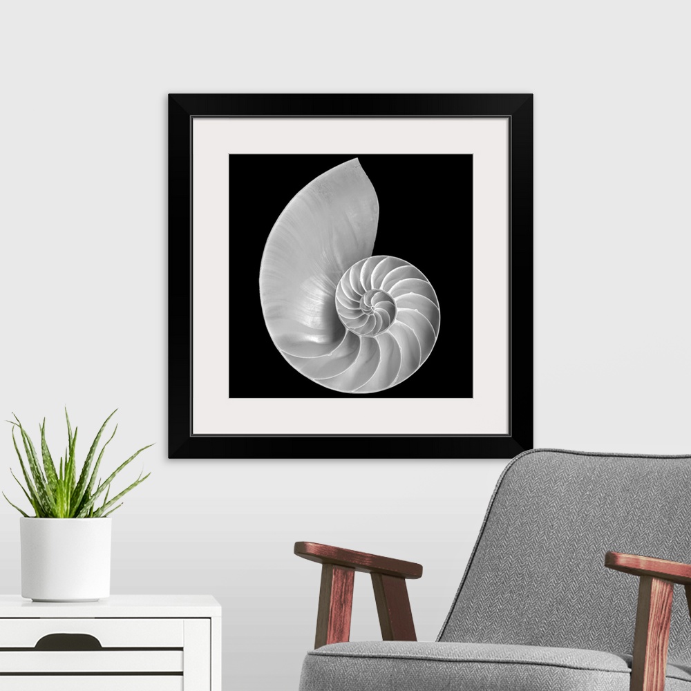 A modern room featuring Large monochromatic photograph centers on a marine mollusk against a blank background.  The forma...