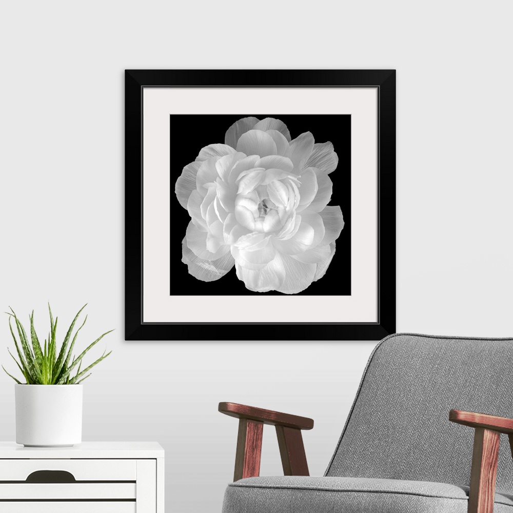 A modern room featuring Big square photograph involving a close-up of a Ranunculus flower.