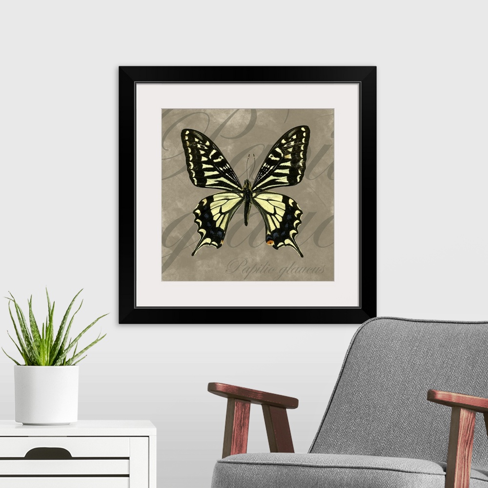 A modern room featuring Tiger Swallowtail