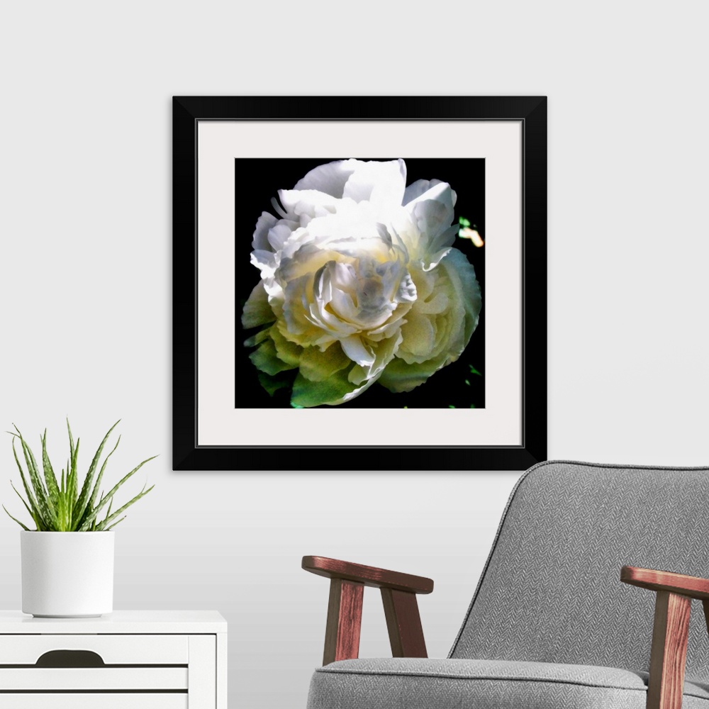 A modern room featuring White Peony in Morning Sun II