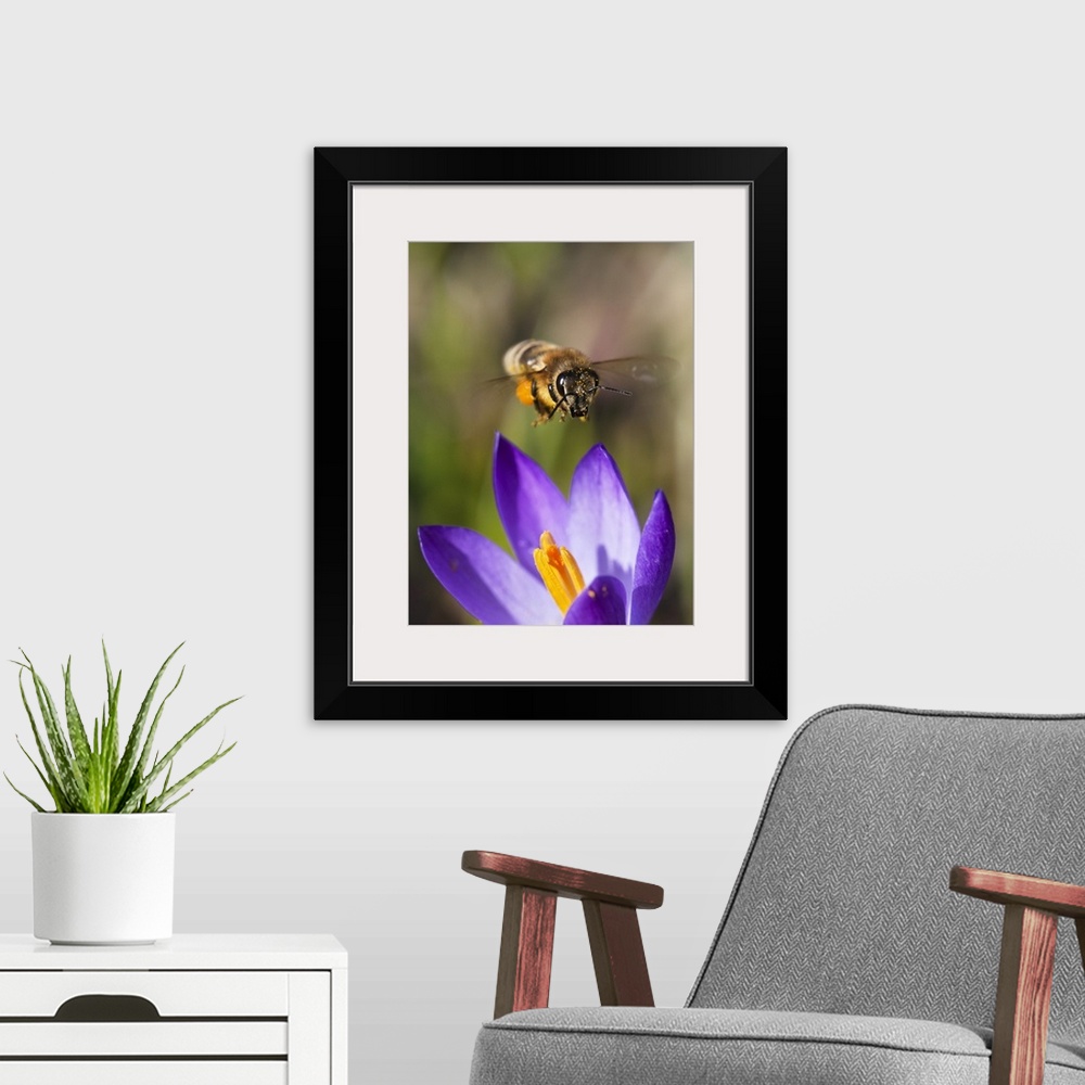 A modern room featuring Honey Bee (Apis mellifera) approaching flower, Bavaria, Germany