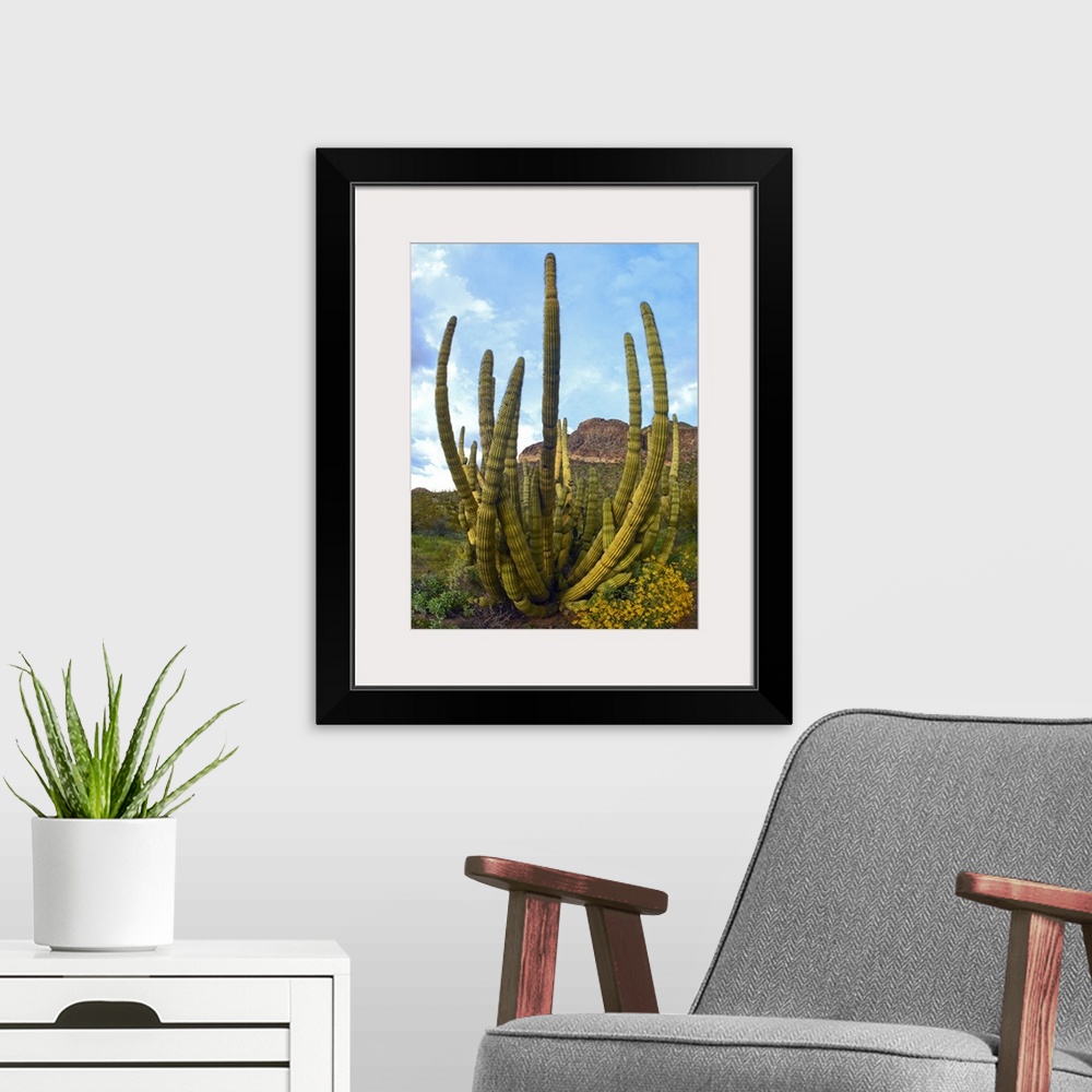 A modern room featuring Organ Pipe Cactus (Stenocereus thurberi) Arizona