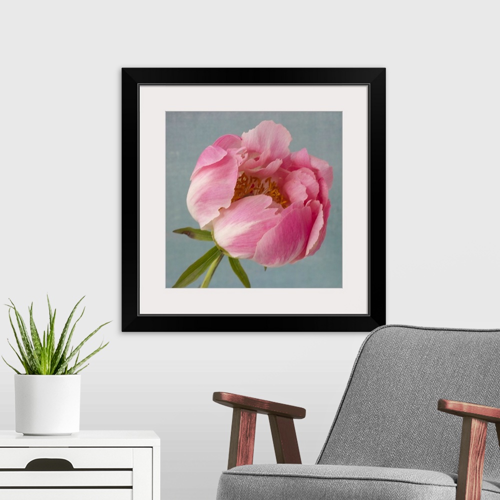 A modern room featuring Pink Peony