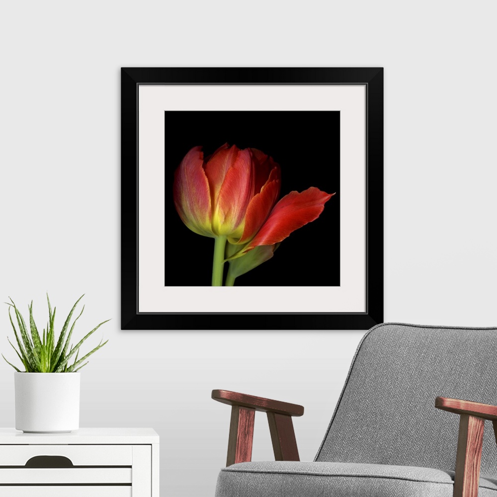 A modern room featuring Double red tulip