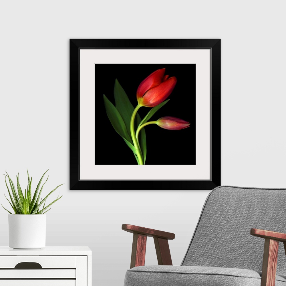 A modern room featuring A still photograph taken of two red tulips against a black background. One tulip has begun to blo...