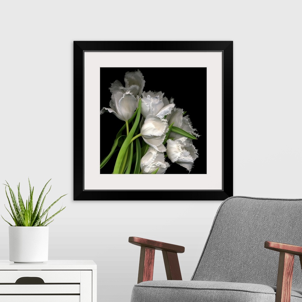 A modern room featuring Photograph of white tulips with petals that have fraying edges against a black background.