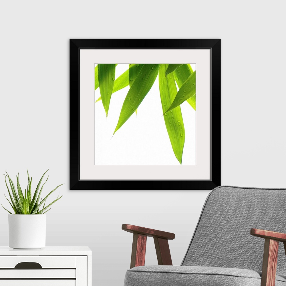 A modern room featuring Big canvas print of a close up of grass blades hanging downward on a blank background.