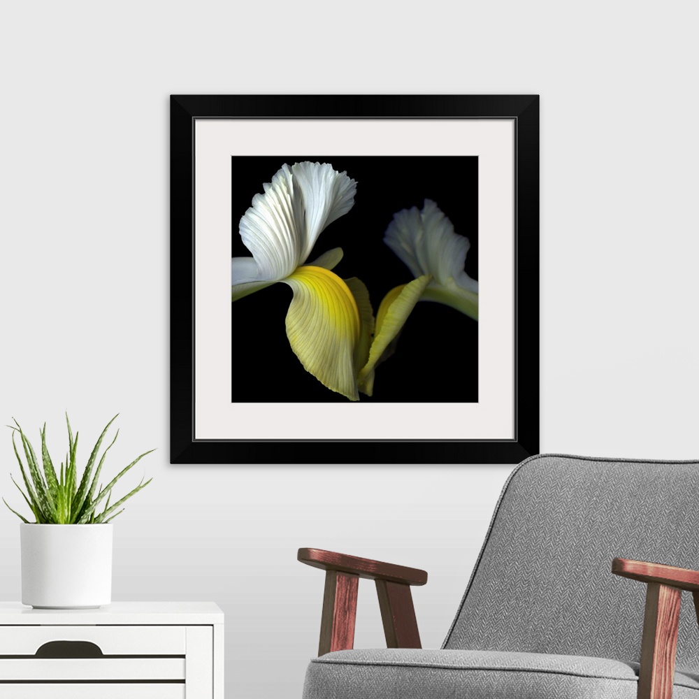 A modern room featuring Two yellow and white iris' seem to reach out to touch each other.